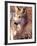 Mexican Wolf, Native to Mexico-David Northcott-Framed Photographic Print