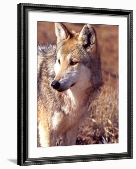 Mexican Wolf, Native to Mexico-David Northcott-Framed Photographic Print