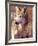 Mexican Wolf, Native to Mexico-David Northcott-Framed Photographic Print