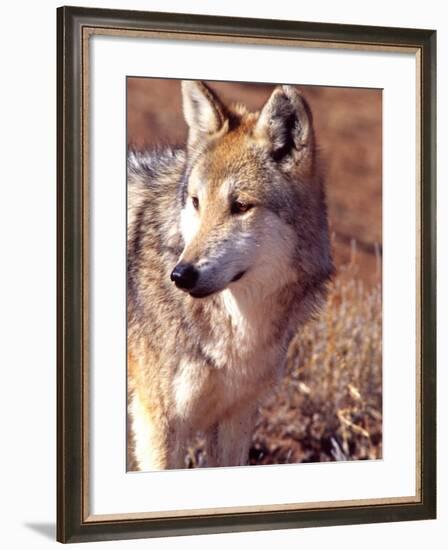 Mexican Wolf, Native to Mexico-David Northcott-Framed Photographic Print