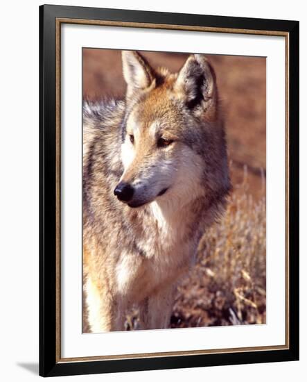 Mexican Wolf, Native to Mexico-David Northcott-Framed Photographic Print