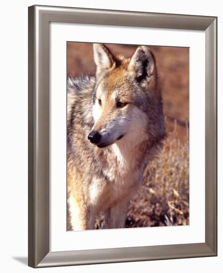 Mexican Wolf, Native to Mexico-David Northcott-Framed Photographic Print