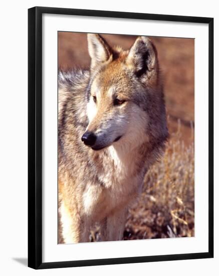 Mexican Wolf, Native to Mexico-David Northcott-Framed Photographic Print