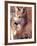 Mexican Wolf, Native to Mexico-David Northcott-Framed Photographic Print