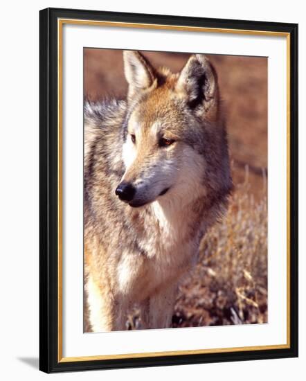 Mexican Wolf, Native to Mexico-David Northcott-Framed Photographic Print