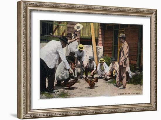 Mexico - A Cock Fight Scene-Lantern Press-Framed Art Print