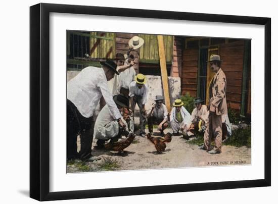 Mexico - A Cock Fight Scene-Lantern Press-Framed Art Print