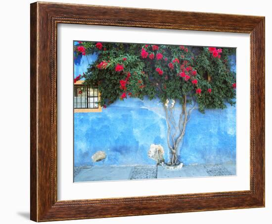 Mexico, Ajijic. Bougainvillea against wall.-Jaynes Gallery-Framed Photographic Print