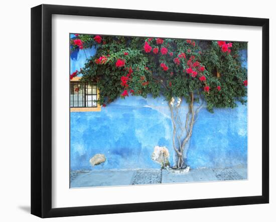 Mexico, Ajijic. Bougainvillea against wall.-Jaynes Gallery-Framed Photographic Print