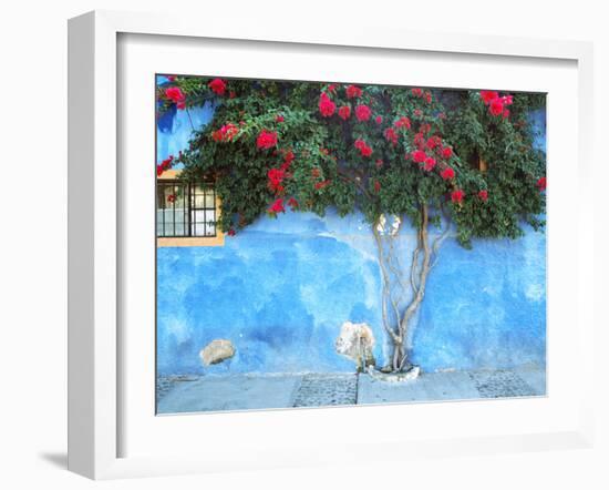 Mexico, Ajijic. Bougainvillea against wall.-Jaynes Gallery-Framed Photographic Print