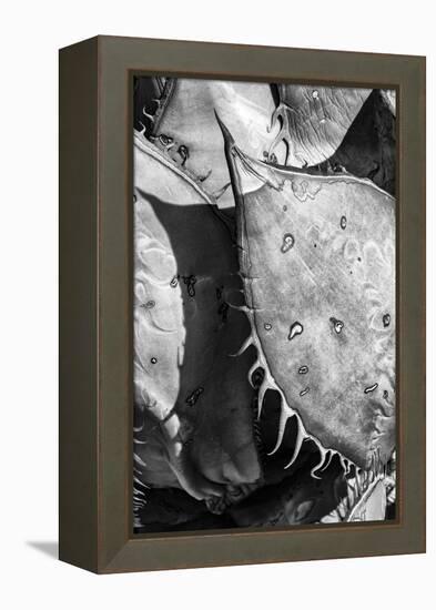 Mexico, Baja California, Black and White Image of Agave Spines and Designs-Judith Zimmerman-Framed Premier Image Canvas