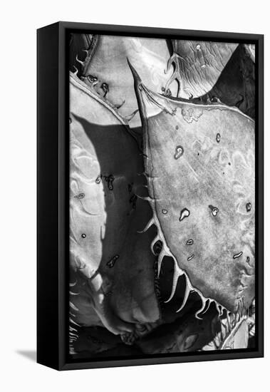 Mexico, Baja California, Black and White Image of Agave Spines and Designs-Judith Zimmerman-Framed Premier Image Canvas