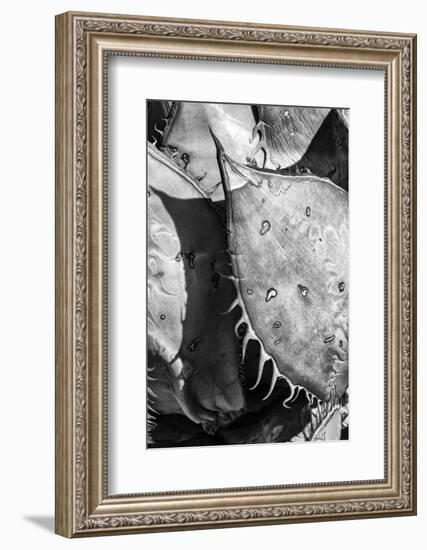 Mexico, Baja California, Black and White Image of Agave Spines and Designs-Judith Zimmerman-Framed Photographic Print