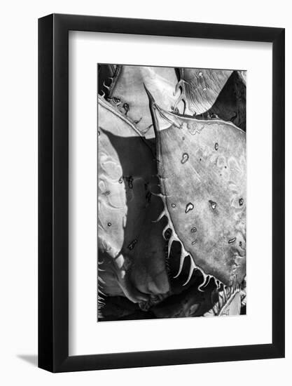 Mexico, Baja California, Black and White Image of Agave Spines and Designs-Judith Zimmerman-Framed Photographic Print