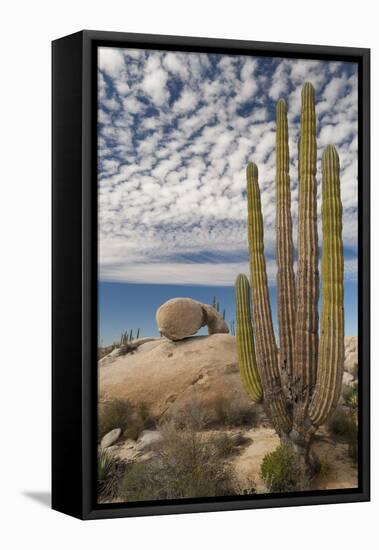 Mexico, Baja California, Cardon Cactus Surround Boulder Formations Near Catavina-Judith Zimmerman-Framed Premier Image Canvas