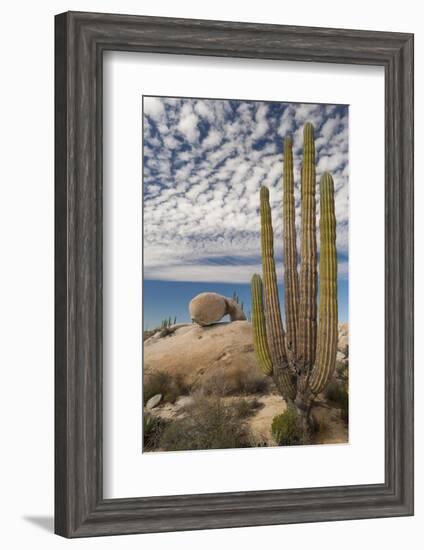 Mexico, Baja California, Cardon Cactus Surround Boulder Formations Near Catavina-Judith Zimmerman-Framed Photographic Print