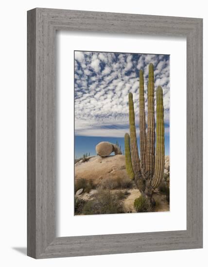 Mexico, Baja California, Cardon Cactus Surround Boulder Formations Near Catavina-Judith Zimmerman-Framed Photographic Print