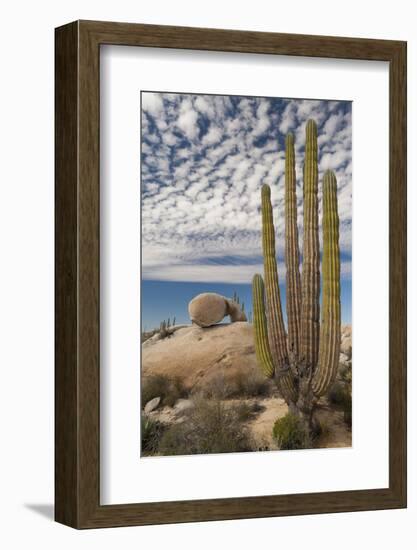 Mexico, Baja California, Cardon Cactus Surround Boulder Formations Near Catavina-Judith Zimmerman-Framed Photographic Print