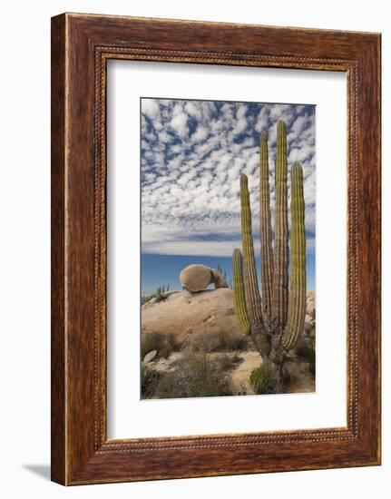 Mexico, Baja California, Cardon Cactus Surround Boulder Formations Near Catavina-Judith Zimmerman-Framed Photographic Print