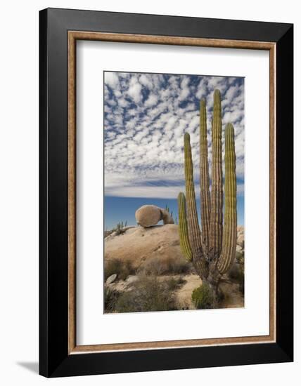 Mexico, Baja California, Cardon Cactus Surround Boulder Formations Near Catavina-Judith Zimmerman-Framed Photographic Print