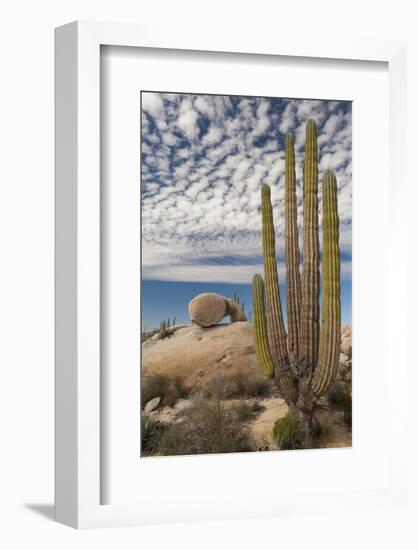 Mexico, Baja California, Cardon Cactus Surround Boulder Formations Near Catavina-Judith Zimmerman-Framed Photographic Print