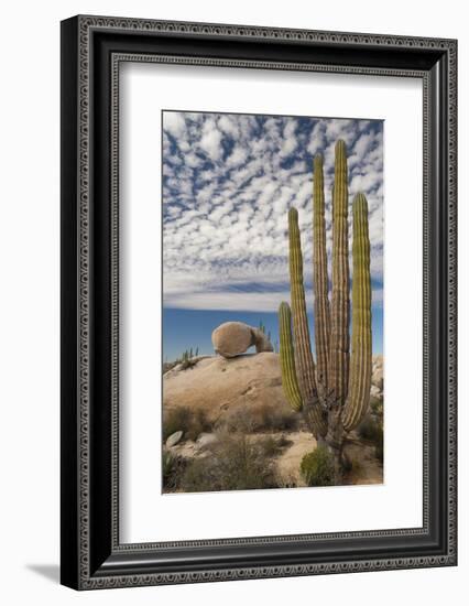 Mexico, Baja California, Cardon Cactus Surround Boulder Formations Near Catavina-Judith Zimmerman-Framed Photographic Print