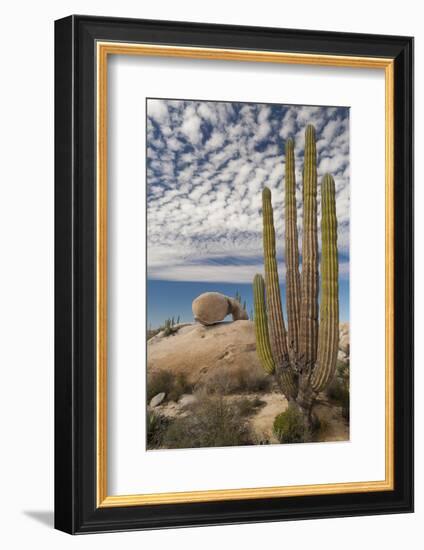 Mexico, Baja California, Cardon Cactus Surround Boulder Formations Near Catavina-Judith Zimmerman-Framed Photographic Print