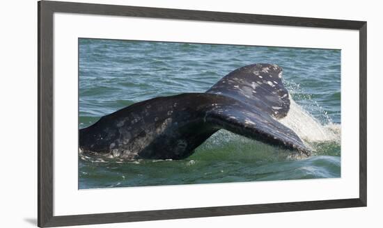 Mexico, Baja California, Gray Whale Flukes Exposed, Diving in the San Ignacio Lagoon, Sea of Cortez-Judith Zimmerman-Framed Premium Photographic Print