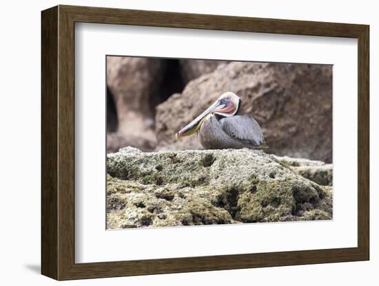 Mexico, Baja California, Sea of Cortez. Brown Pelican breeding plumage.-Trish Drury-Framed Photographic Print