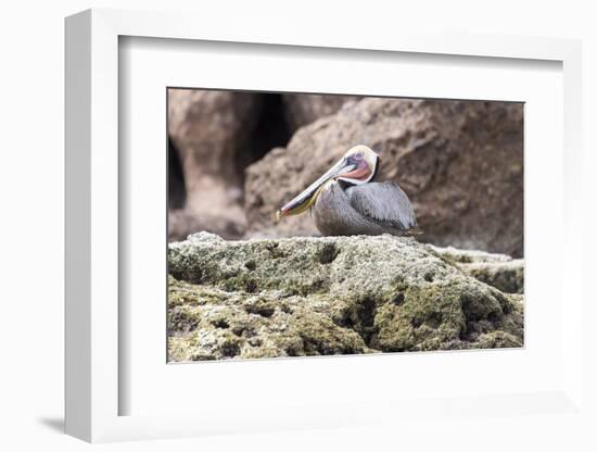 Mexico, Baja California, Sea of Cortez. Brown Pelican breeding plumage.-Trish Drury-Framed Photographic Print