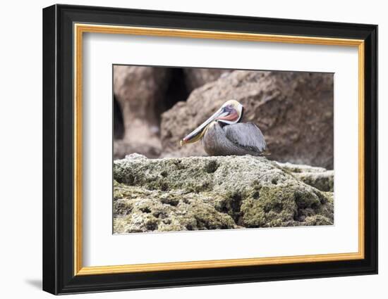 Mexico, Baja California, Sea of Cortez. Brown Pelican breeding plumage.-Trish Drury-Framed Photographic Print