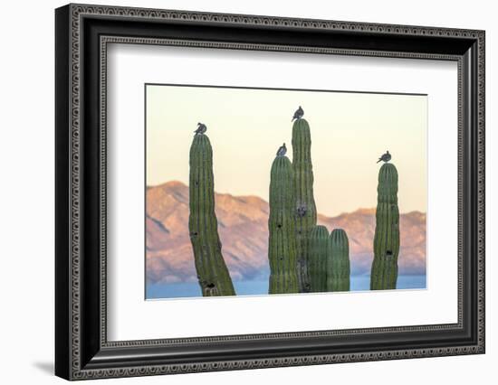 Mexico, Baja California, Sea of Cortez, La Ventana-Christian Heeb-Framed Photographic Print