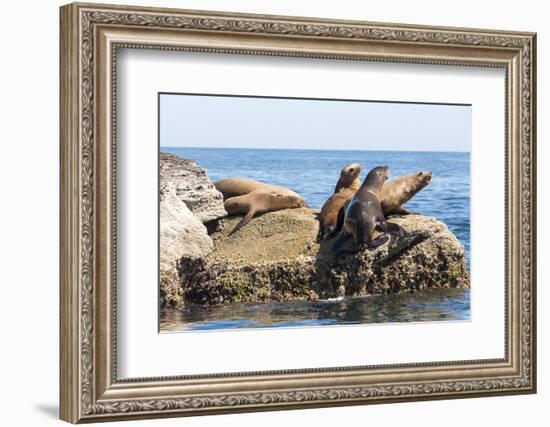 Mexico, Baja California Sur. Isla Coronado, California Sea Lion colony haul out called La Lobera.-Trish Drury-Framed Photographic Print