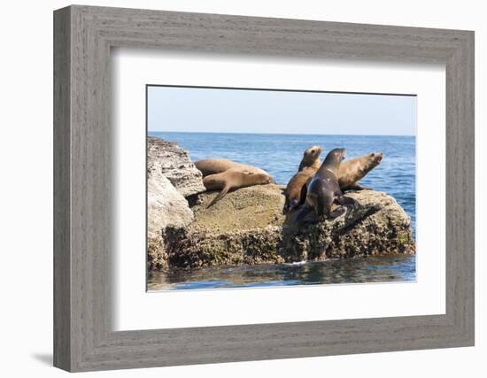 Mexico, Baja California Sur. Isla Coronado, California Sea Lion colony haul out called La Lobera.-Trish Drury-Framed Photographic Print