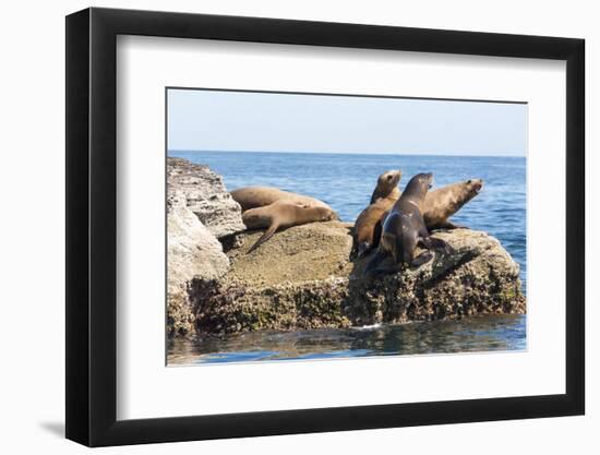 Mexico, Baja California Sur. Isla Coronado, California Sea Lion colony haul out called La Lobera.-Trish Drury-Framed Photographic Print