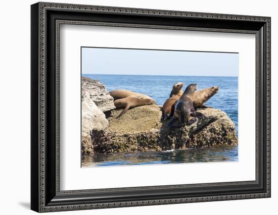 Mexico, Baja California Sur. Isla Coronado, California Sea Lion colony haul out called La Lobera.-Trish Drury-Framed Photographic Print