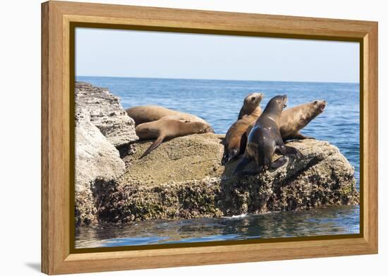 Mexico, Baja California Sur. Isla Coronado, California Sea Lion colony haul out called La Lobera.-Trish Drury-Framed Premier Image Canvas