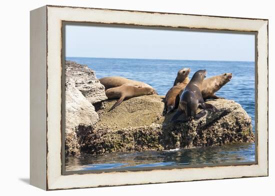 Mexico, Baja California Sur. Isla Coronado, California Sea Lion colony haul out called La Lobera.-Trish Drury-Framed Premier Image Canvas