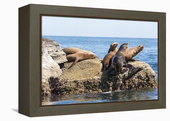 Mexico, Baja California Sur. Isla Coronado, California Sea Lion colony haul out called La Lobera.-Trish Drury-Framed Premier Image Canvas