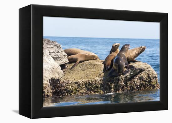 Mexico, Baja California Sur. Isla Coronado, California Sea Lion colony haul out called La Lobera.-Trish Drury-Framed Premier Image Canvas