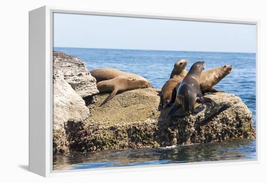 Mexico, Baja California Sur. Isla Coronado, California Sea Lion colony haul out called La Lobera.-Trish Drury-Framed Premier Image Canvas