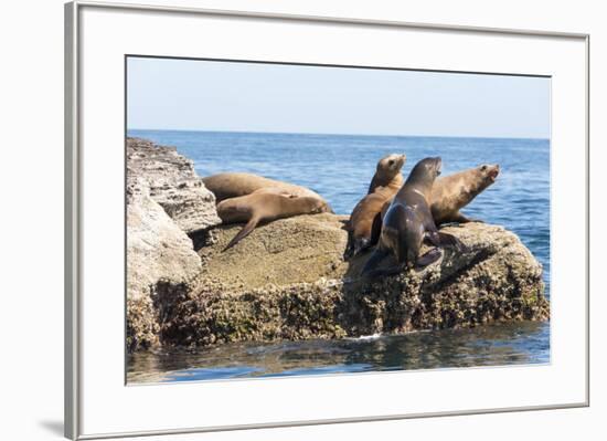 Mexico, Baja California Sur. Isla Coronado, California Sea Lion colony haul out called La Lobera.-Trish Drury-Framed Premium Photographic Print