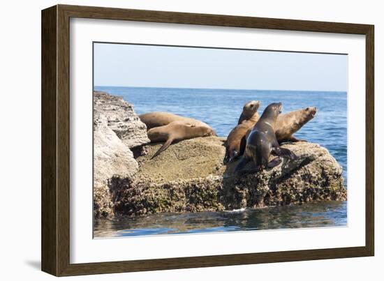 Mexico, Baja California Sur. Isla Coronado, California Sea Lion colony haul out called La Lobera.-Trish Drury-Framed Photographic Print