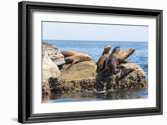 Mexico, Baja California Sur. Isla Coronado, California Sea Lion colony haul out called La Lobera.-Trish Drury-Framed Photographic Print