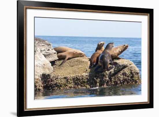 Mexico, Baja California Sur. Isla Coronado, California Sea Lion colony haul out called La Lobera.-Trish Drury-Framed Photographic Print