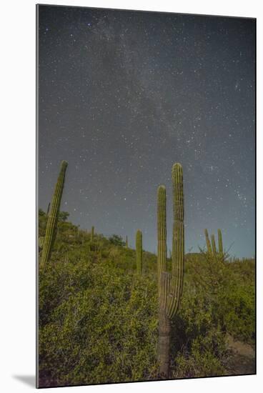 Mexico, Baja California Sur, Isla San Jose. Cardon cactus and Milky Way.-Jaynes Gallery-Mounted Photographic Print