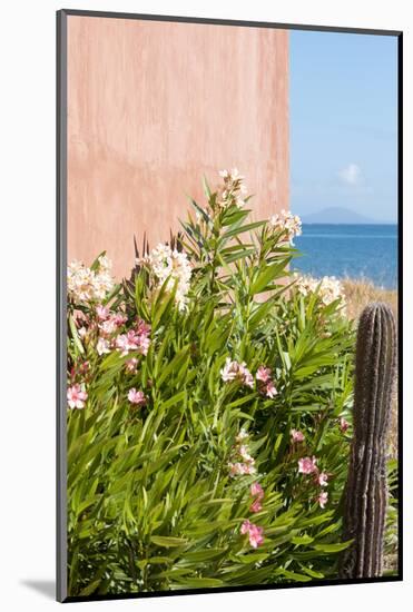 Mexico, Baja California Sur. Loreto Bay. Cactus, flowering plants.-Trish Drury-Mounted Photographic Print