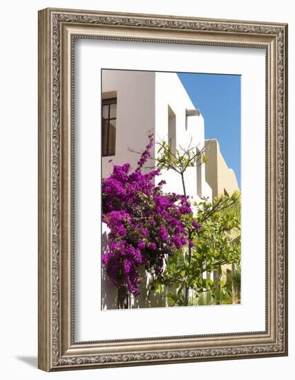 Mexico, Baja California Sur, Loreto. Colorful display of bougainvillea-Trish Drury-Framed Photographic Print