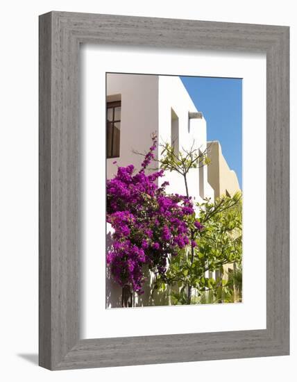 Mexico, Baja California Sur, Loreto. Colorful display of bougainvillea-Trish Drury-Framed Photographic Print