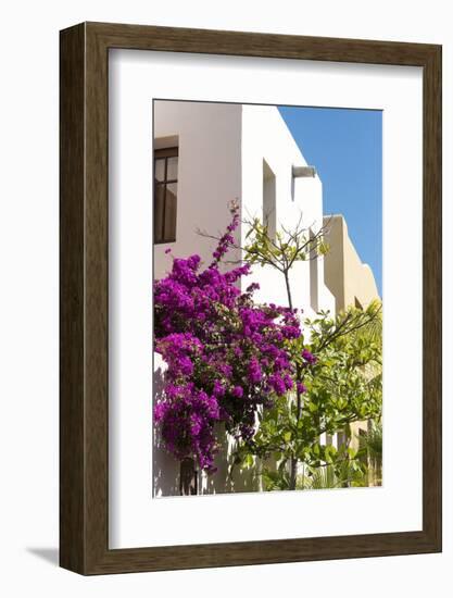 Mexico, Baja California Sur, Loreto. Colorful display of bougainvillea-Trish Drury-Framed Photographic Print